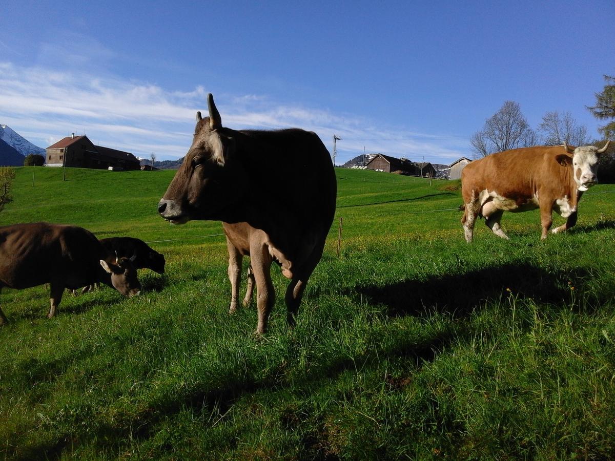 Klein Aber Fein Leilighet Urnäsch Eksteriør bilde